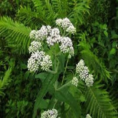 White Eupatorium Flower Seeds