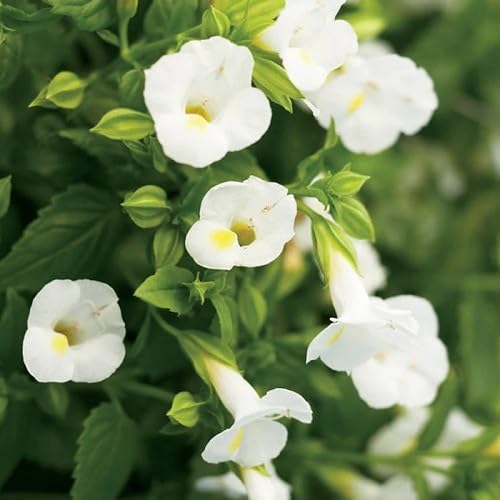 White Torenia Flower Seeds