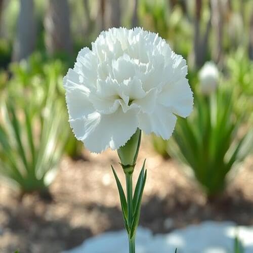 White Giant Carnation Flower Seeds
