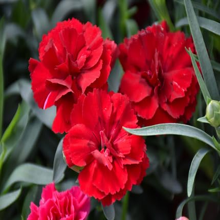 Red Carnations Flower Seeds