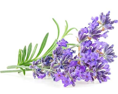 Purple Lavender Flower Seeds