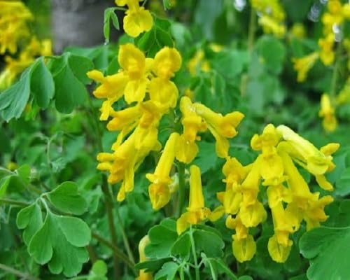 yellow corydalis flower seeds