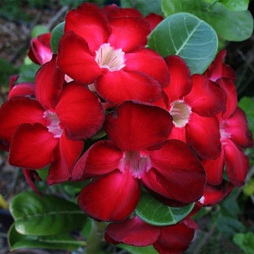 Red Double Desert Rose Flower Seeds