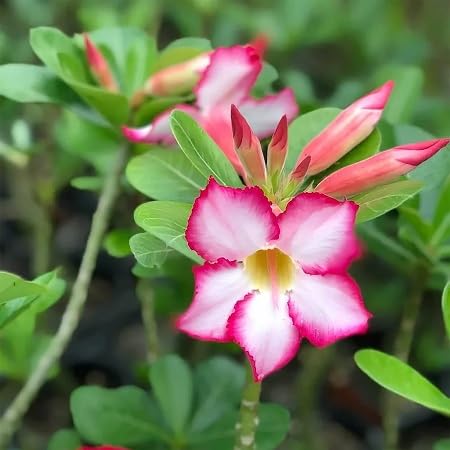 Adenium Flower Seeds