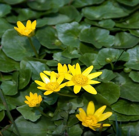 Green Celandine Flower Seeds