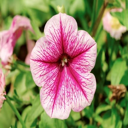 Pink White Petunia Flower Seeds
