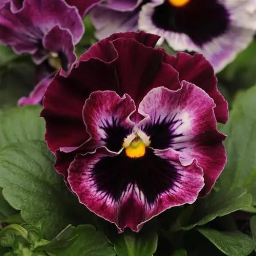 Maroon Orchid Flower Seeds