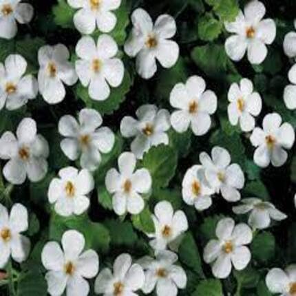 White bacopa Flower Seeds