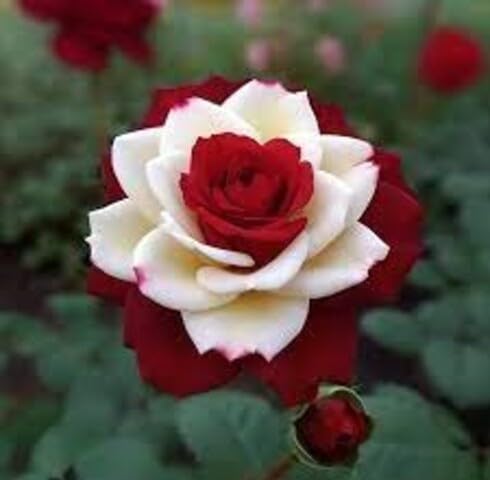 Red White Rose Flower Seed