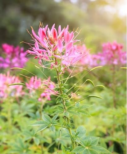 Cleome Flower Seeds