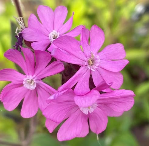 Pink Campion Flower Seeds
