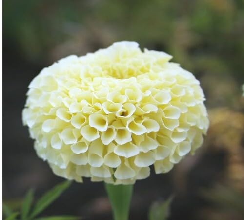 White Marigold Flower Seeds