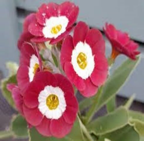 Red Primula Auricula Flower Seeds