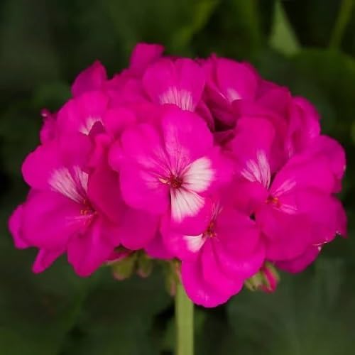 Pink Geranium Flowers Seeds