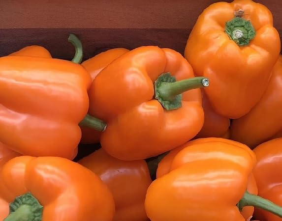 Orange Capsicum vegetable seeds - Heirloom, Organic, Non Gmo Garden Seeds for kitchen garden planting