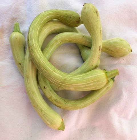 Green Trombocino vegetable seeds for Home Gardening, Organic Raised Bed Garden Favorite for kitchen garden planting