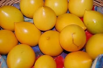 Abiu Fruit Ideal Tropical Gardens For Kitchen Fruit Seeds
