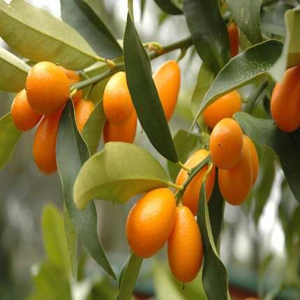 Kumquat Orange fruit seeds for organic garden planting