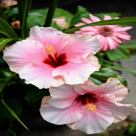 Pink PC White Hibiscus Flower Seeds