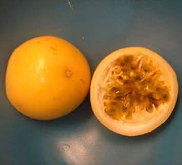 orange passion fruit for planting cultivation ideal garden gmo free Fruit seeds