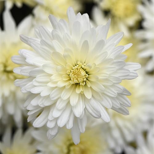 White Chrysanthemum Flower Seeds