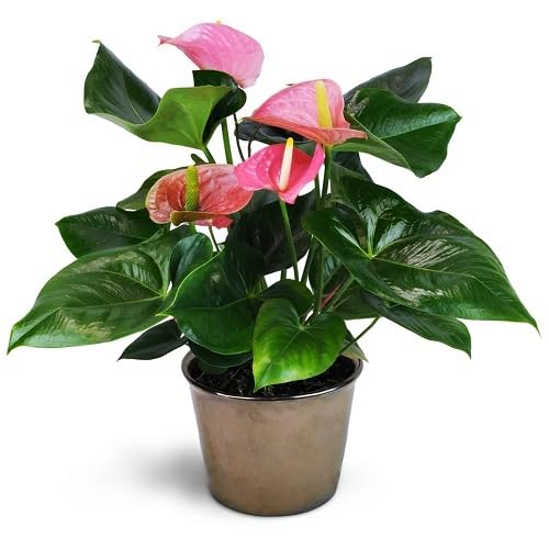 Pink Bonsai Anthurium Flower Seeds