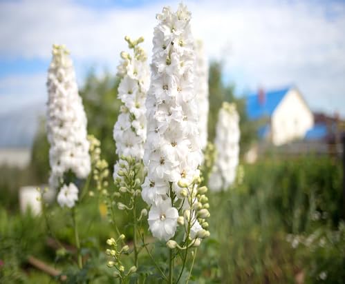 White Delphinium Flower Seeds