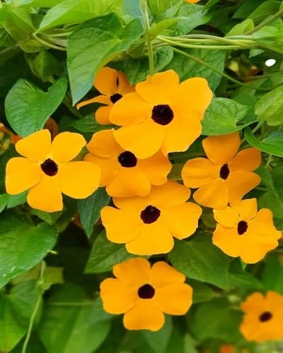 Orange Climbing Thunbergia Flowers Seeds