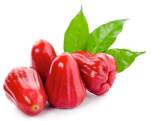 Red Rose Apple Fruit Seeds