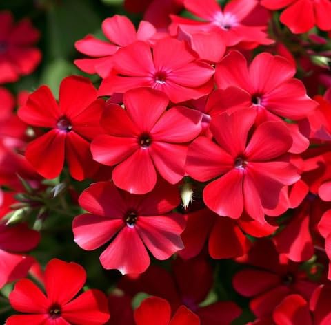 red phlox flower seeds