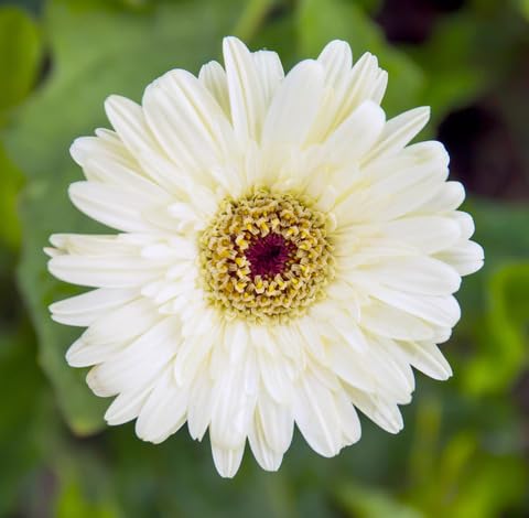White Gerbera Flower Seeds