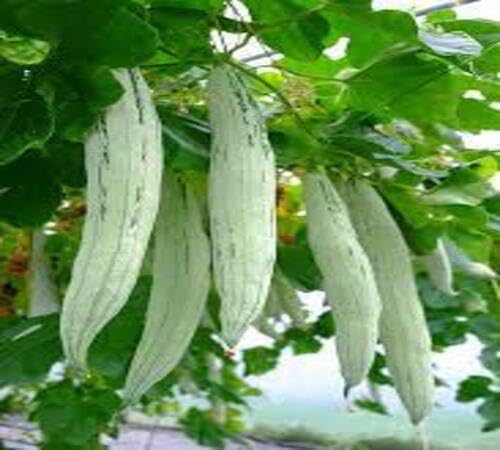Green Snake Gourd vegetable seeds for Home Gardening, Natural Farm Fresh Gardening Choice for kitchen garden planting