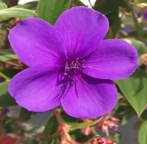Violet Urvilleana Flower Seeds