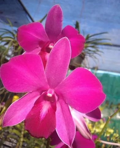 Pink Dendrobium Flower Seeds