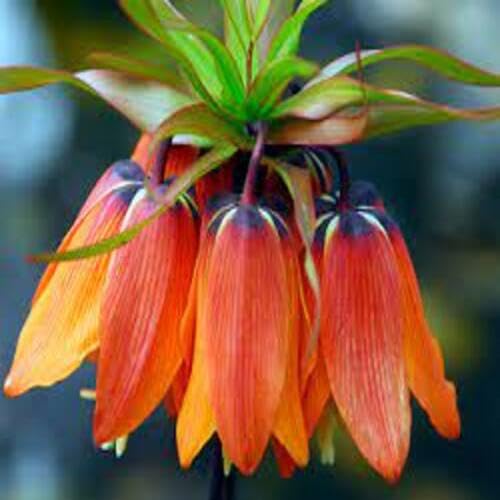 Kaiserkrone Flower Seeds