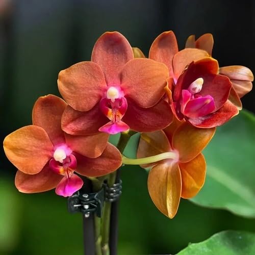 Orange Phalaenopsis Orchid Flowers Seed.