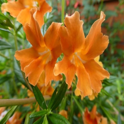 Orange Mimulus aurantiacus Flower Seeds