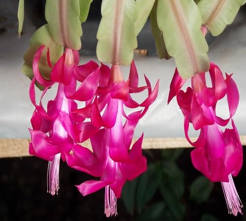 Orange Schlumbergera Flower Seeds