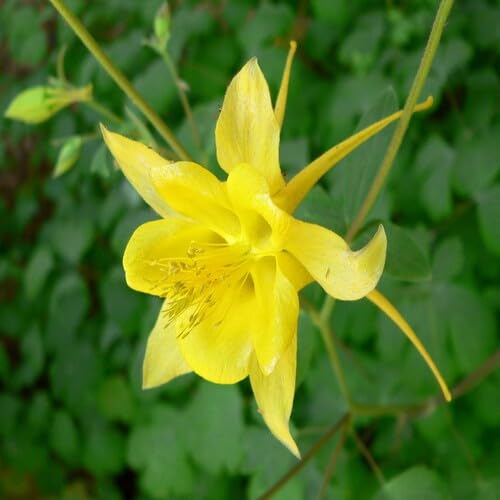 Yellow Columbine Flower Seeds