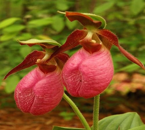 Pink Lady's Slipper Flower Seeds