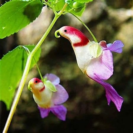 Rare Orchid Flower Seeds