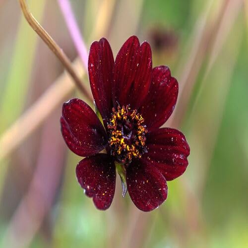Cosmos Flower Seeds