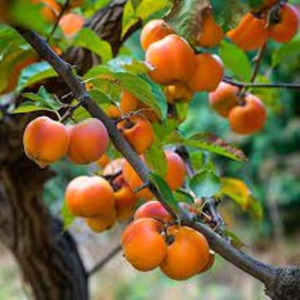 persimmon fruit orange Fruit Seeds for Home Planting Premium Germination Healthy Harvest Growing
