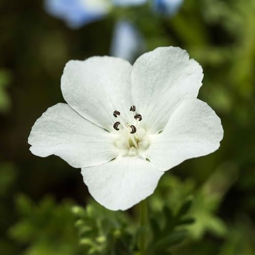 White Nemophila Flower Seeds