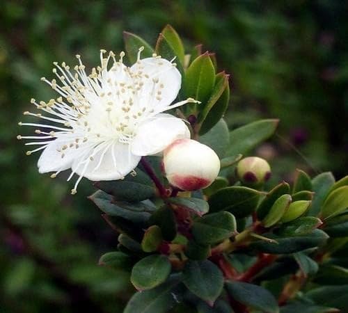White Giant Myrtle Flower Seeds