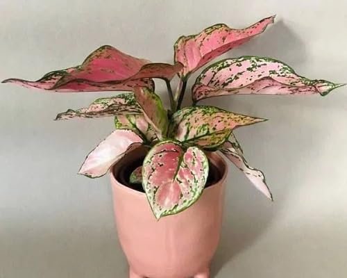 Aglaonema Flower Seeds