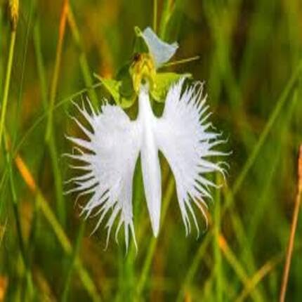white egret orchid flower
