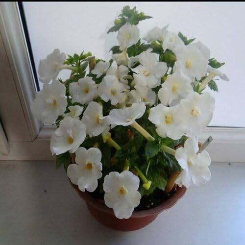 White Achimenantha Flower Seeds