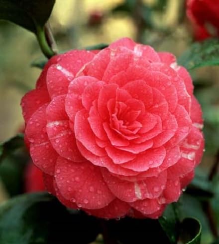 Red Perennial Peony Flower Seeds