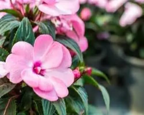 Guinea Impatiens Flower Seeds